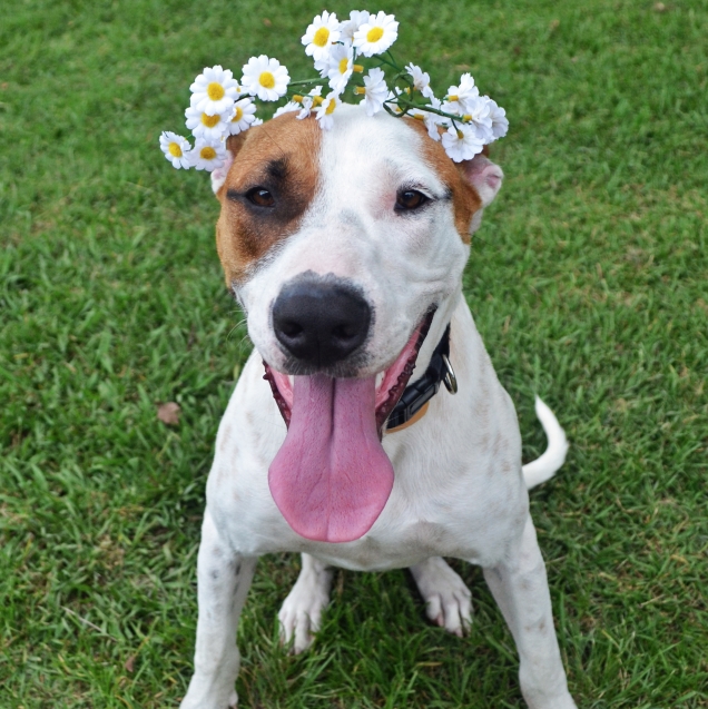 Astro with flower crown